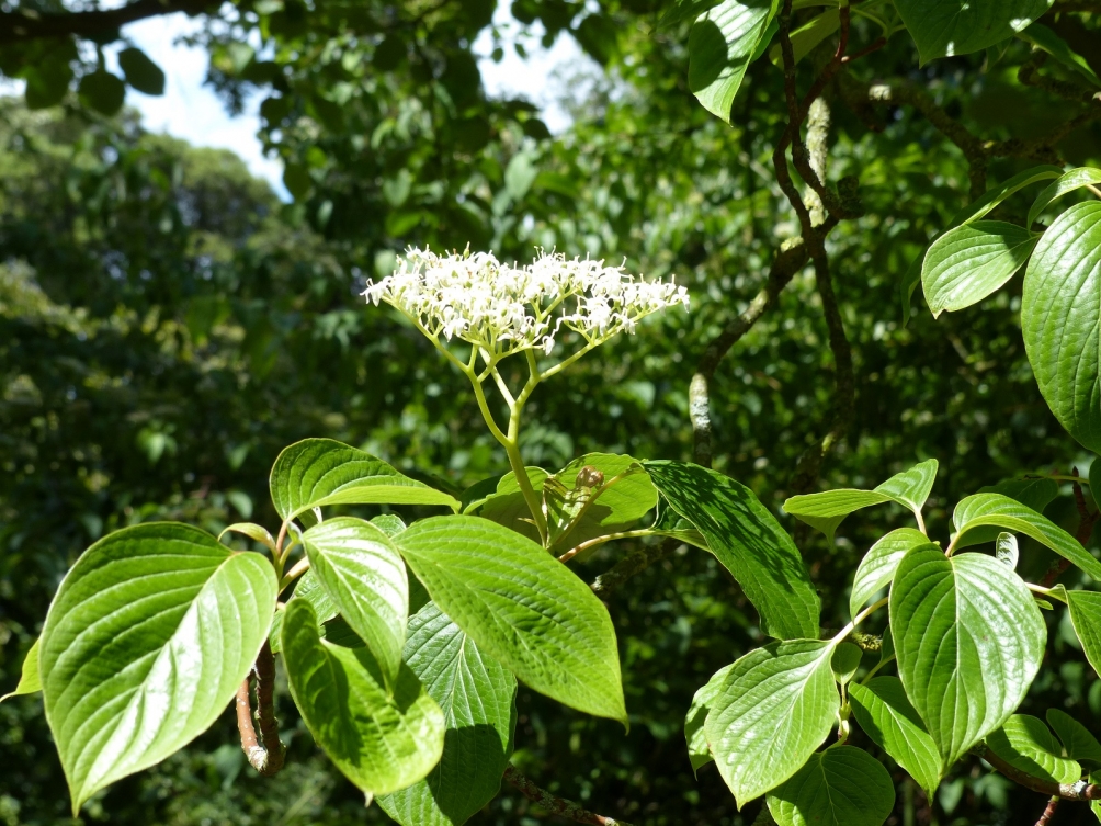 the white flower of Cornus controversa