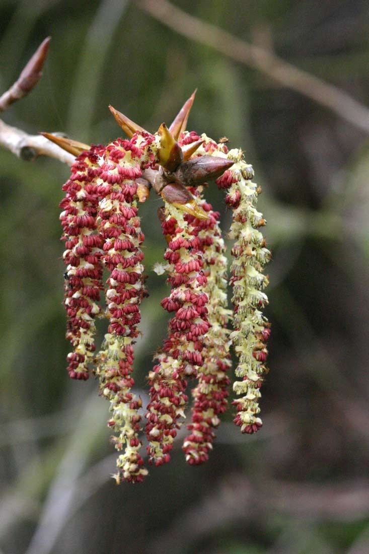 The oink catkins of Populus nigra