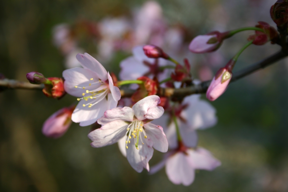 the flower of Prunus sargentii