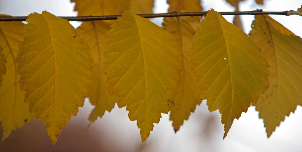 The golden yellow autumn foliage of Ulmus Clusius