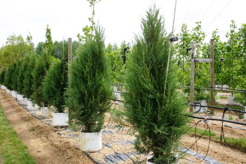 Juniperous Scopulorum Blue Arrow