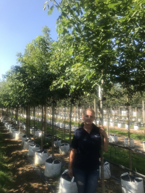 Acer negundo at barcham trees