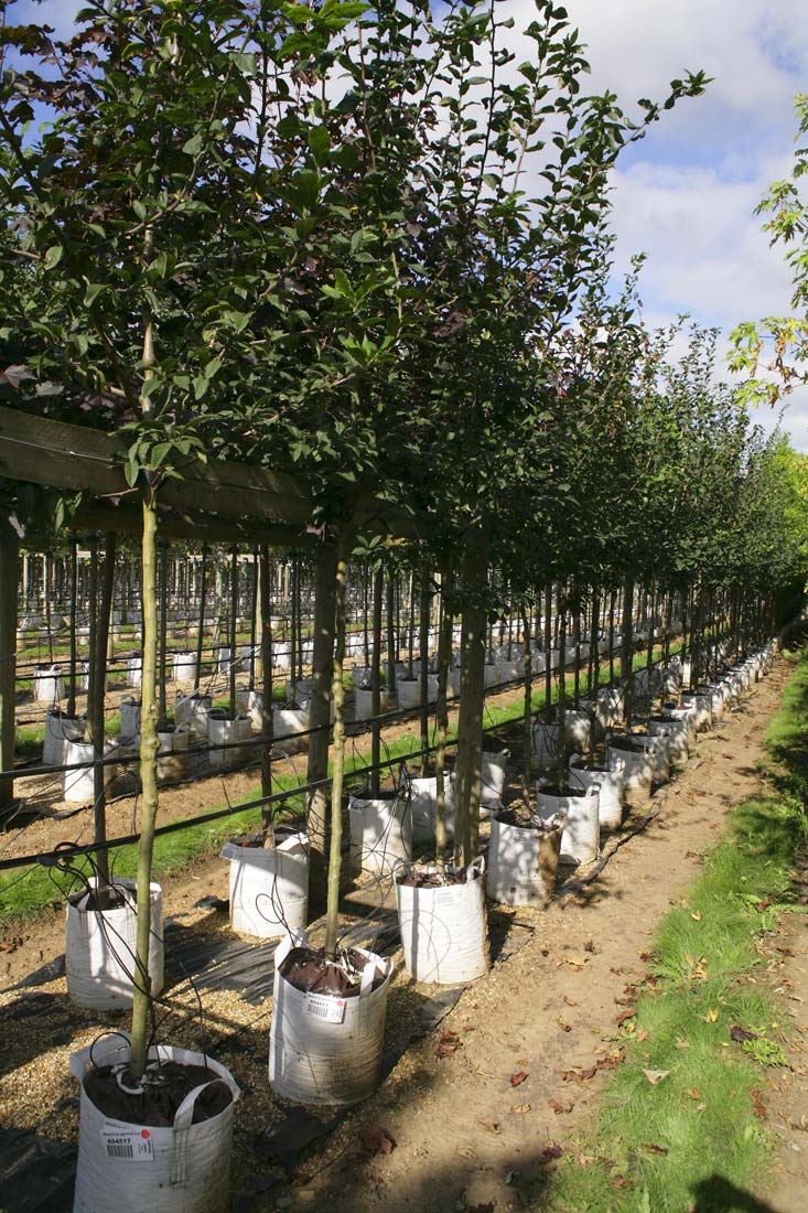 Mespilus germanica at Barcham Trees