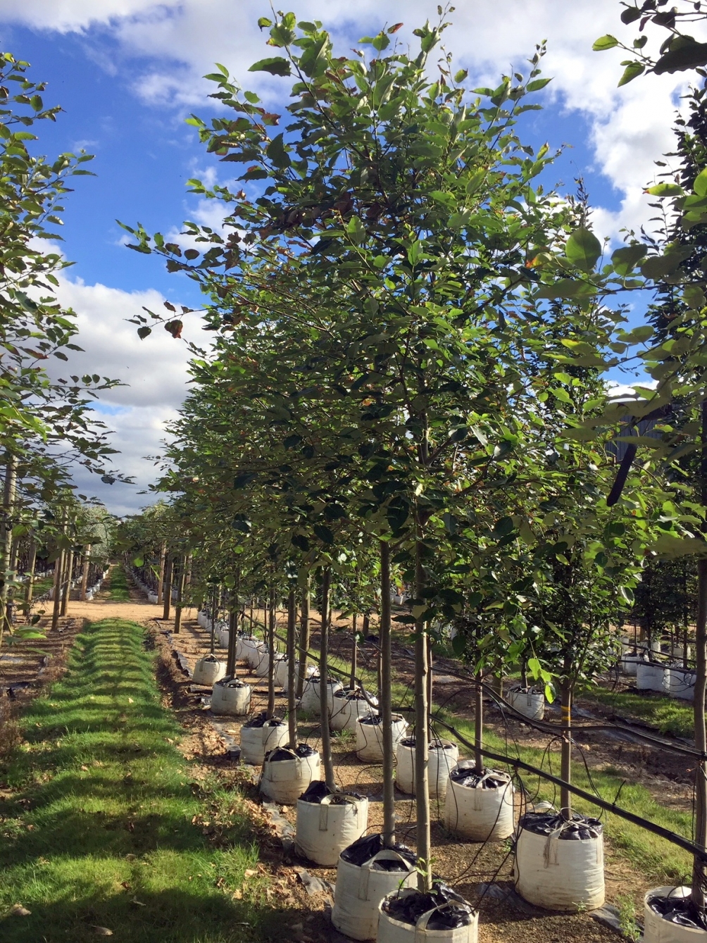 Populus balsamifera at barcham trees