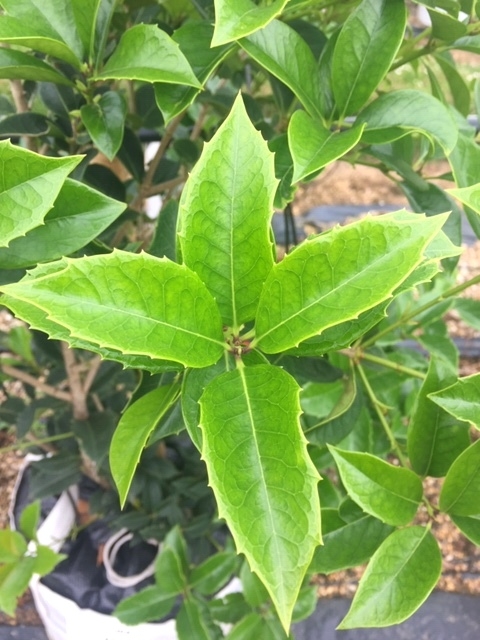 Osmanthus fortunei aquifolium  new growth