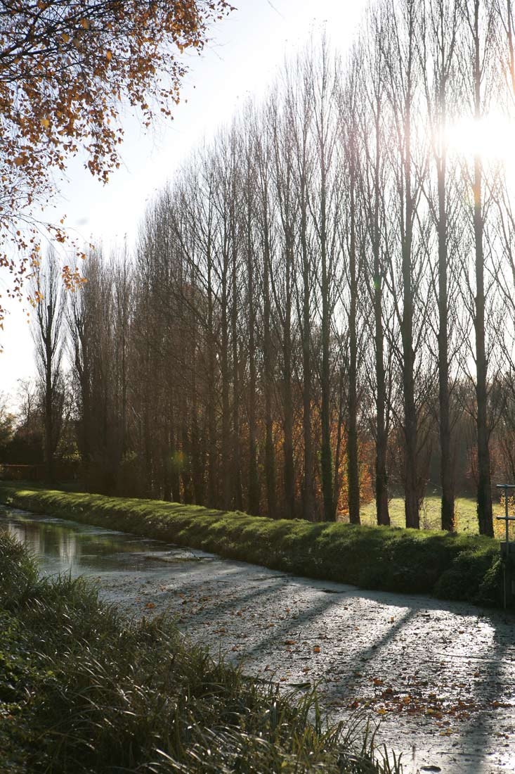 Populus nigra Italica as a shelter belt