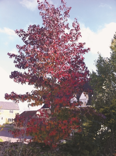 Stunning autumn foliage of Liquidambar styraciflua