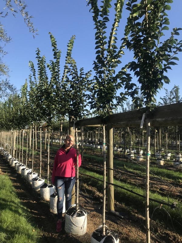 12/14cm girth Ulmus Clusius on Barcham Trees nursery to scale