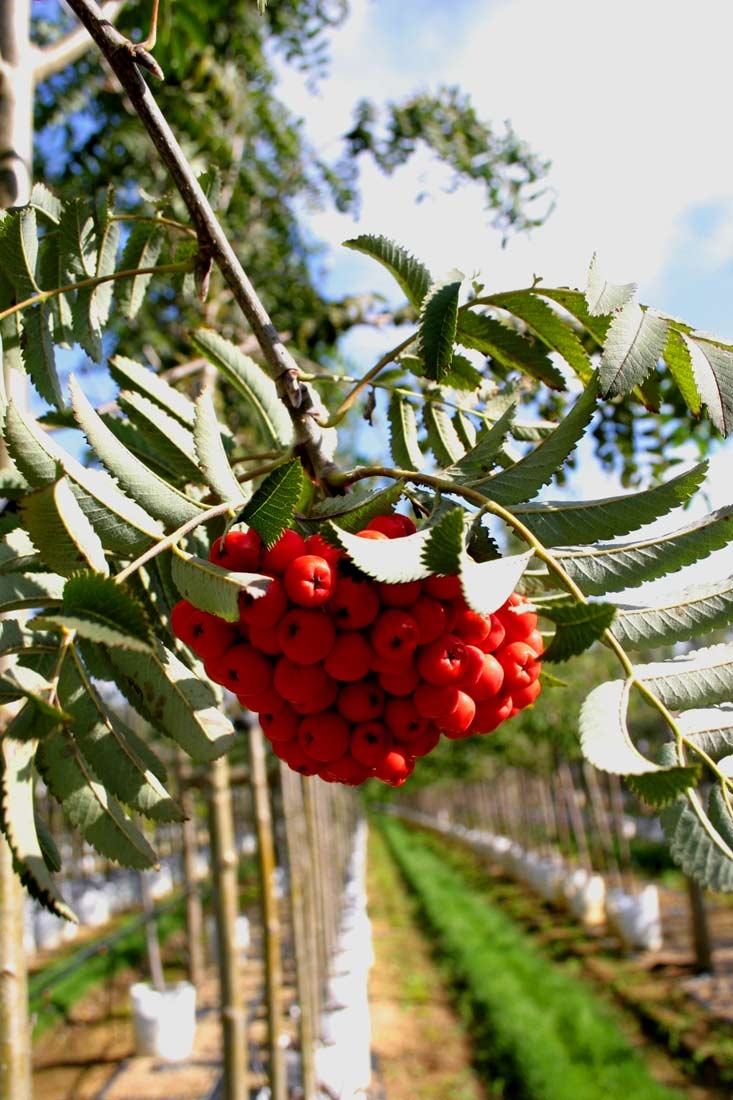 Sorbus aucuparia Rossica Major berries