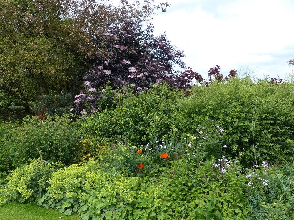 Sambucus nigra Black Lace in a border