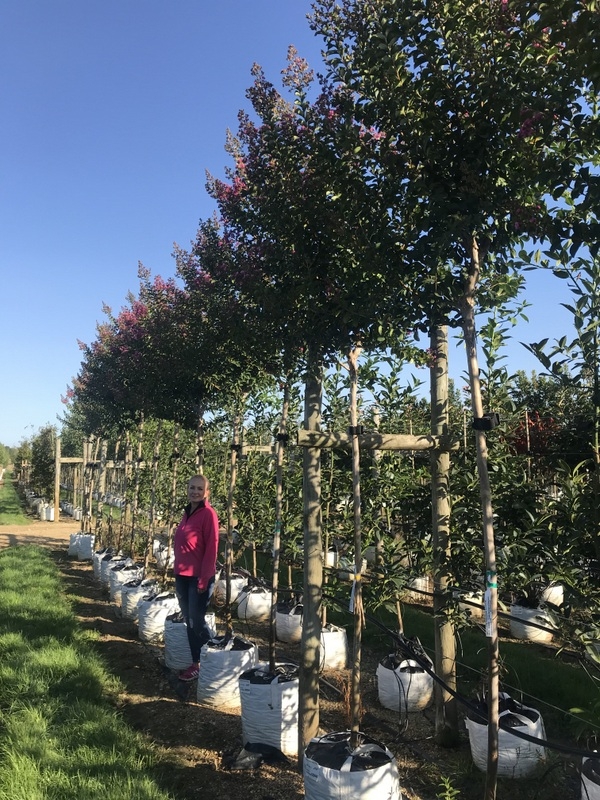 12-14cm girth  Lagerstroemia indica Violacea
