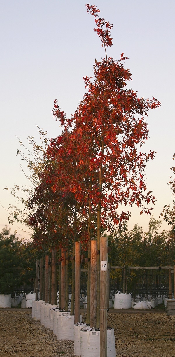 the stunning scarlet colour of Quercus palustris in autumn