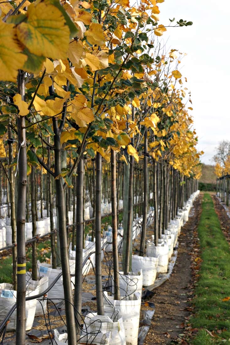 Tilia tomentosa Brabant autumn colour
