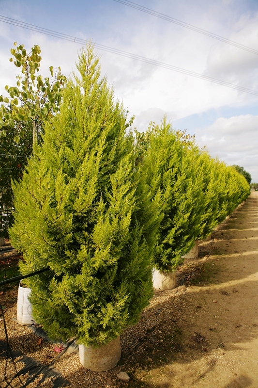 Small Golden Monterey Cypress from this batch <> Cupressus macrocarpa Goldcrest at barcham trees