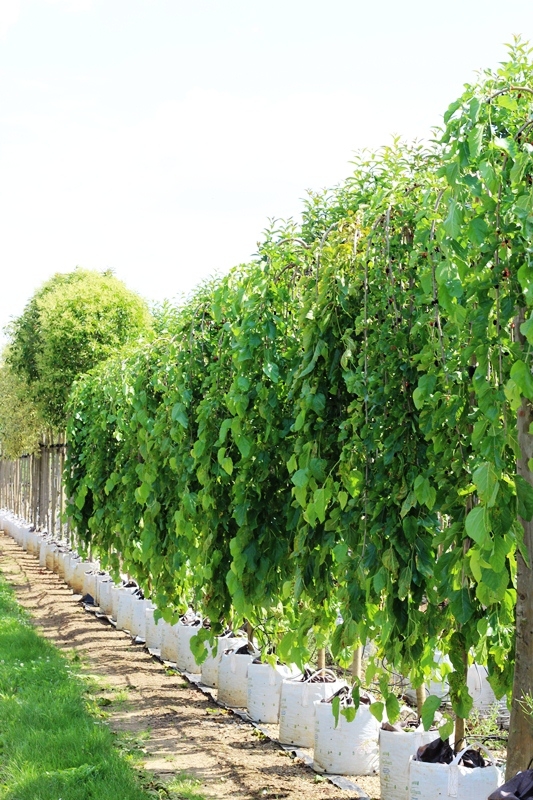 Morus alba Pendula