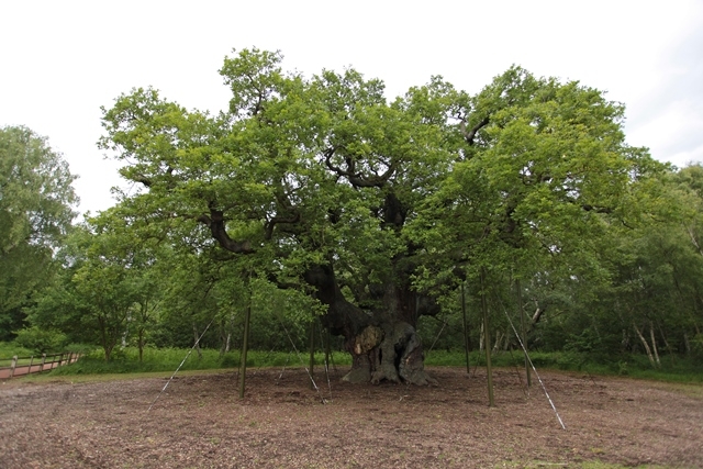 The major oak Sherwood
