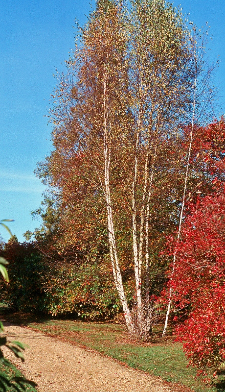 mature Betula utilis Jacquemontii multi-stem