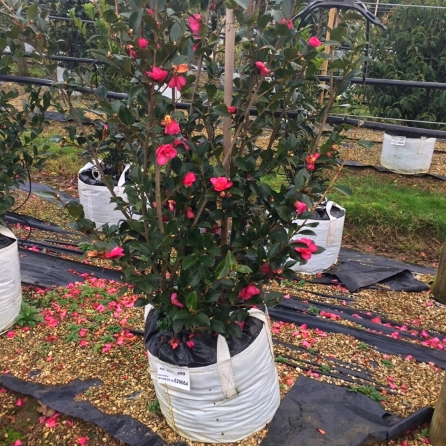 Single specimen of Camellia sasanqua Kanjiro in flower