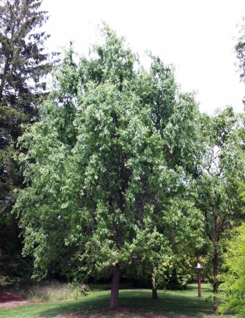 Mature Salix matsudana Tortuosa in a private garden