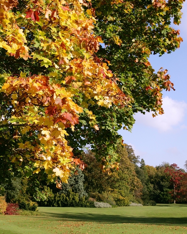 Autumn colour of Acer platanoides
