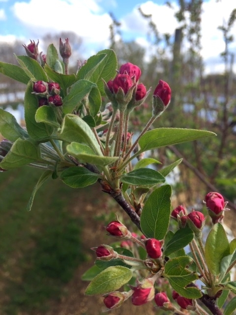 The red buds of Malus evereste