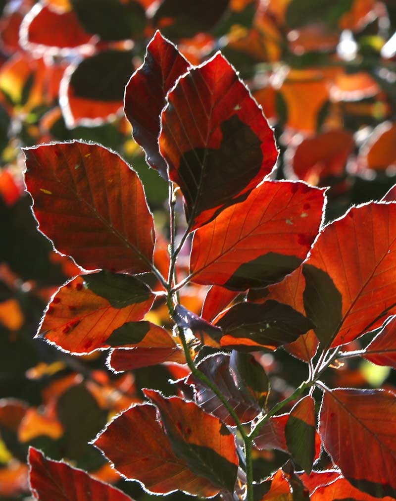 The beautiful foilage of Fagus sylvatica Dawyck Purpurea