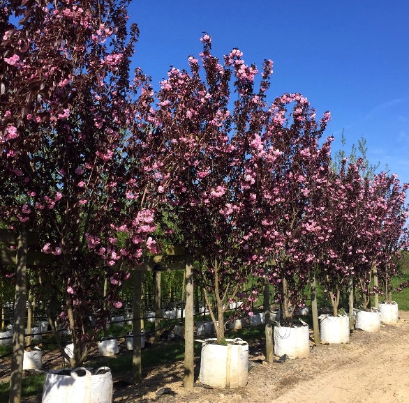 Prunus Royal Burgundy multi-stem