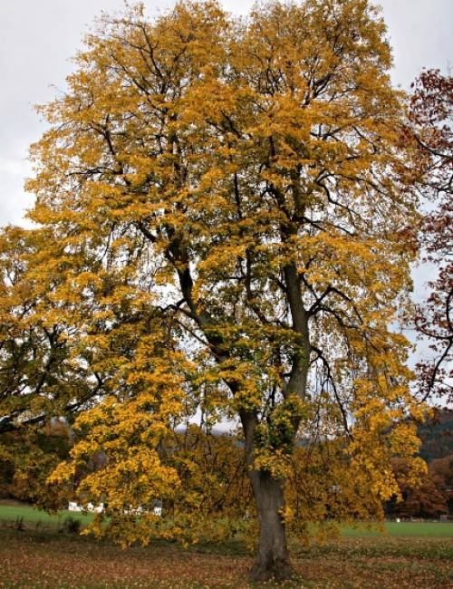 Mature specimen of Tilia cordata showing autumn colour