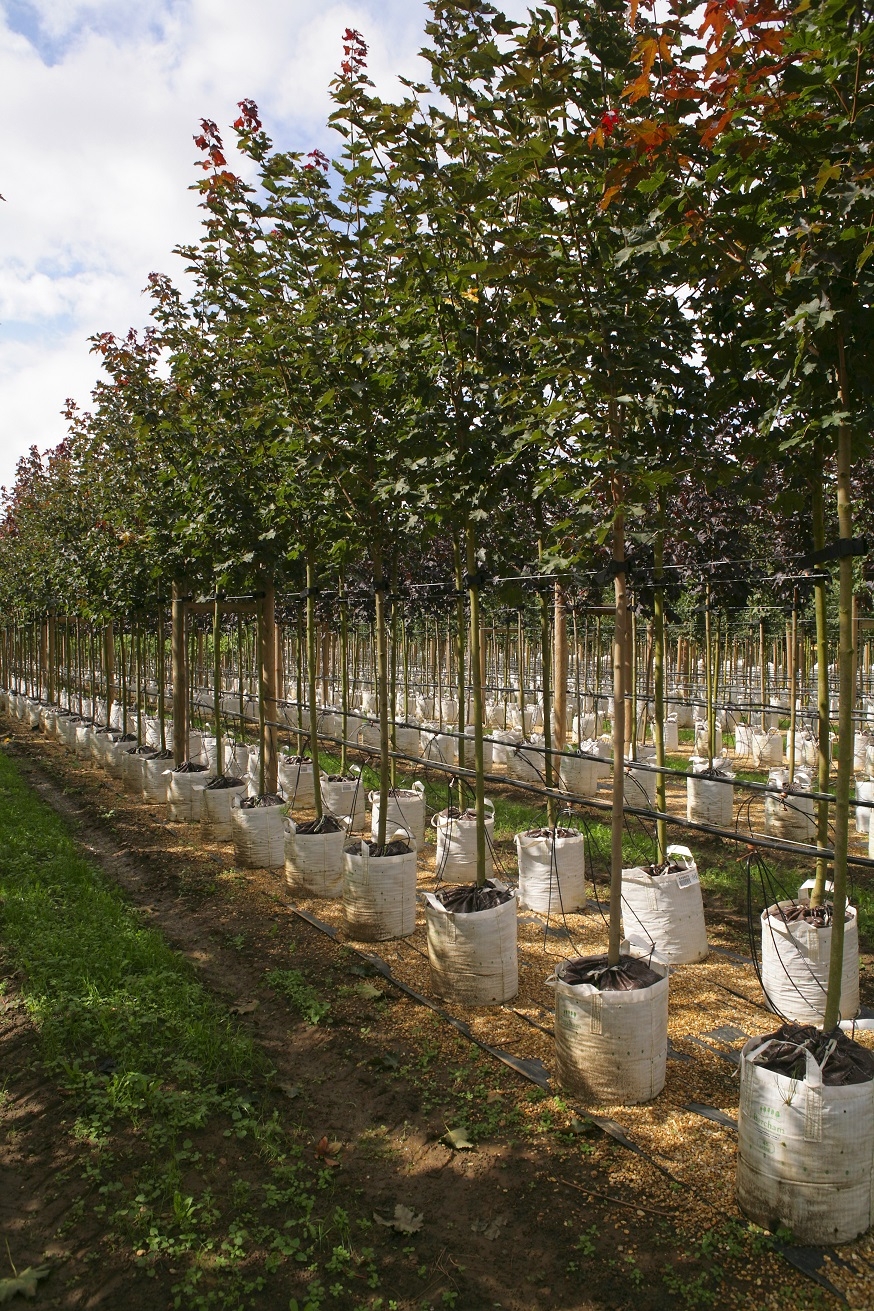 Row of Acer platanoides Deborah at barcham trees