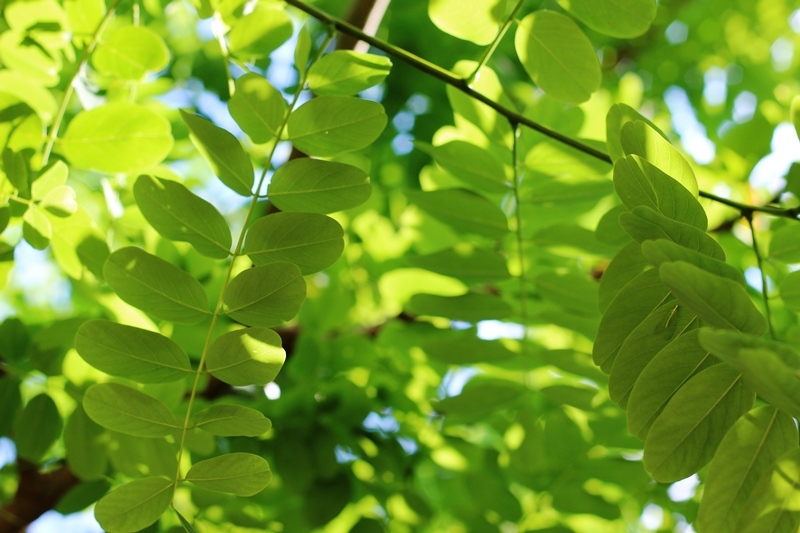 Foliage of Robinia pseudoacacia Bessoniana in detail