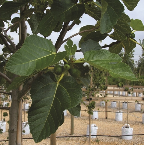 The foliage of Ficus carica in detail