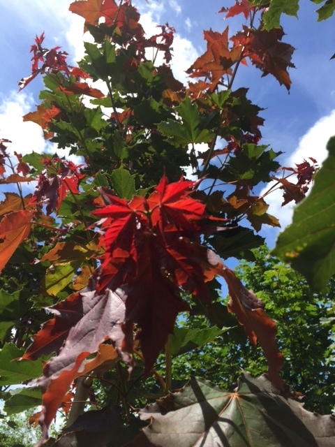 new growth of Acer platanoides Deborah