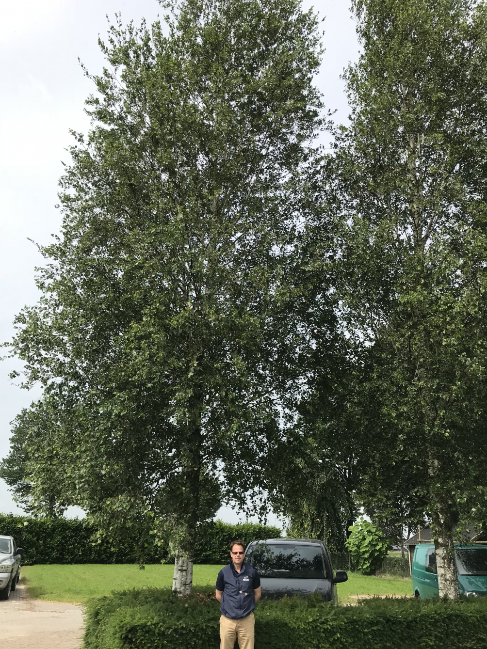 Mature  Betula pendula Zwisters Glory