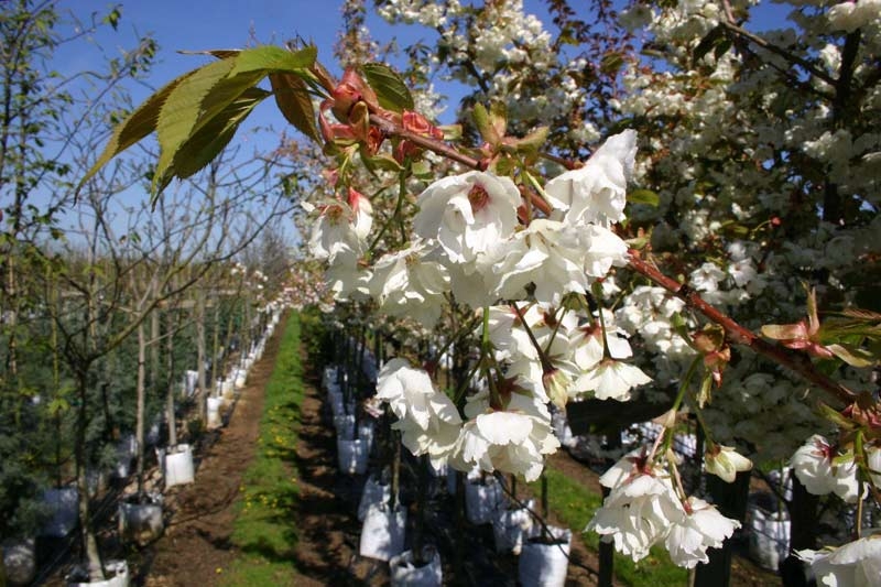 Prunus Ukon flowers