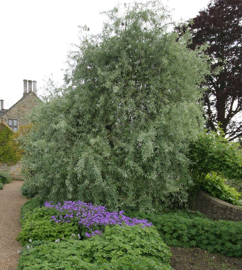 mature specimen of Pyrus salicifolia Pendula