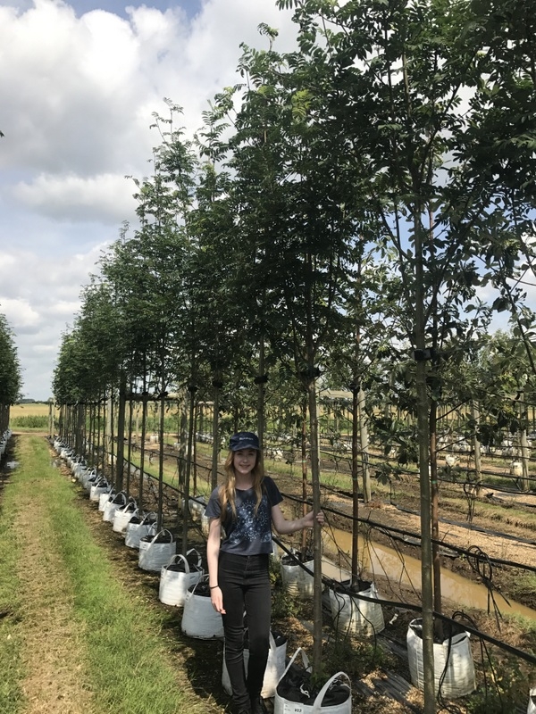 Sorbus aucuparia Rossica Major to scale