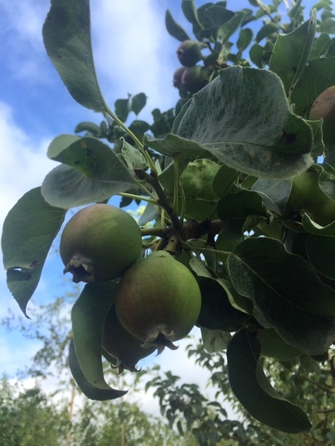 fruit of Pyrus communis Gieser Wildeman