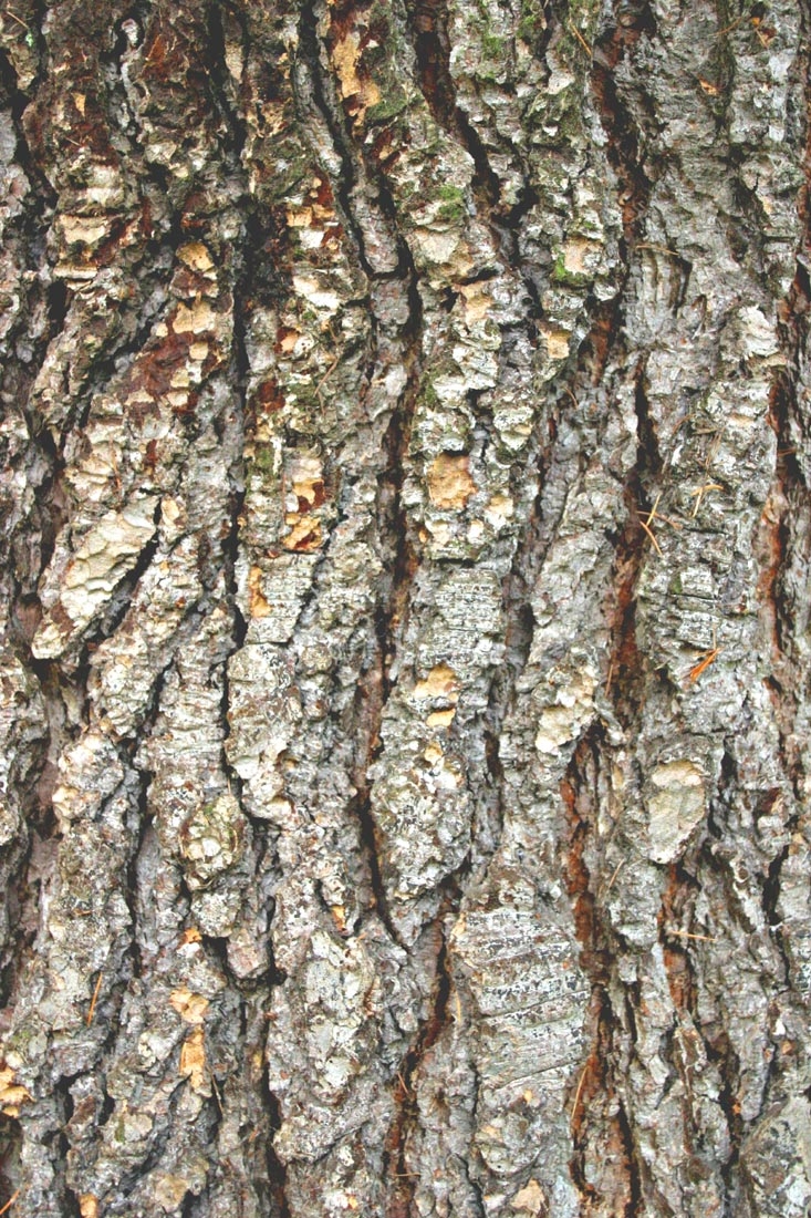the bark of Cedrus libani