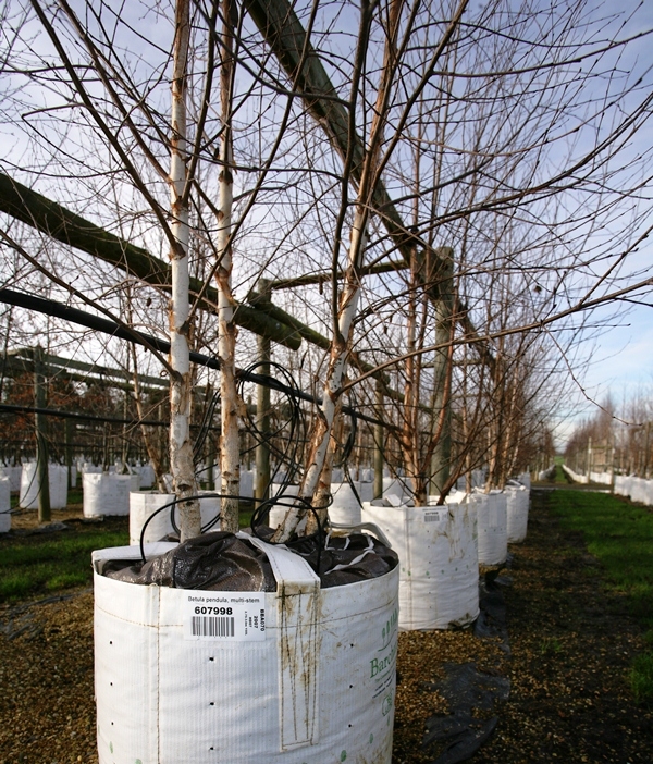 Betula pendula multi stem at barcham trees in winter