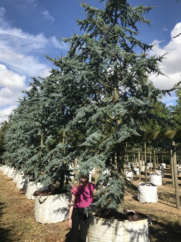 Cedrus atlantica Glauca