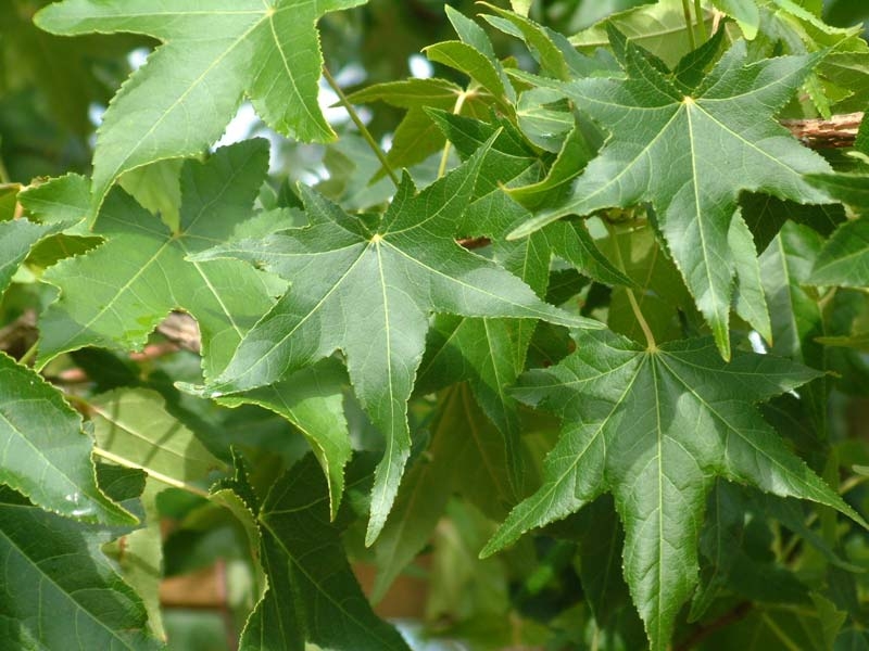 summer foliage of Liquidambar styraciflua multi-stem