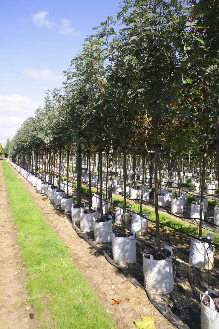 Sorbus hupehensis at barcham trees
