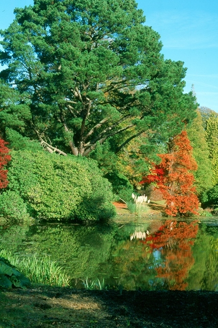 mature Pinus nigra Austriaca
