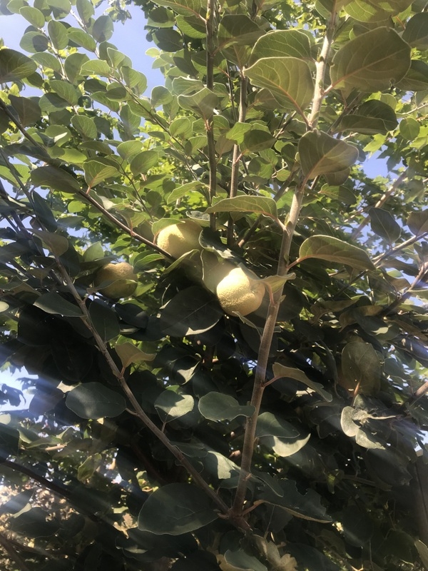 The fruit of Cydonia oblonga