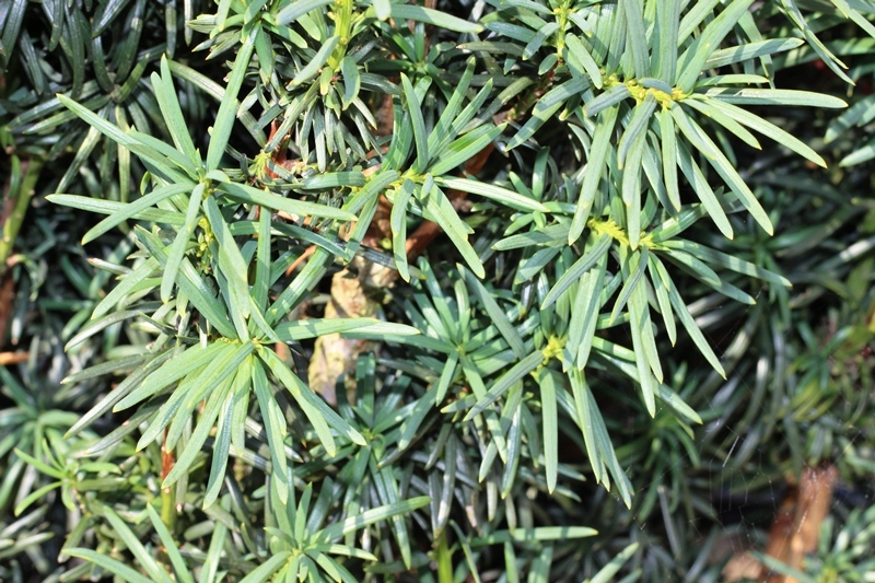 The foliage in detail of Taxus baccata Fastigiata