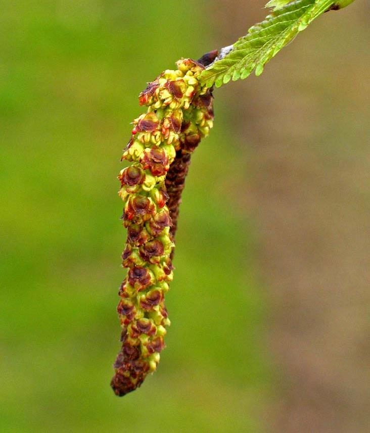 catkin of Betula papyrifera