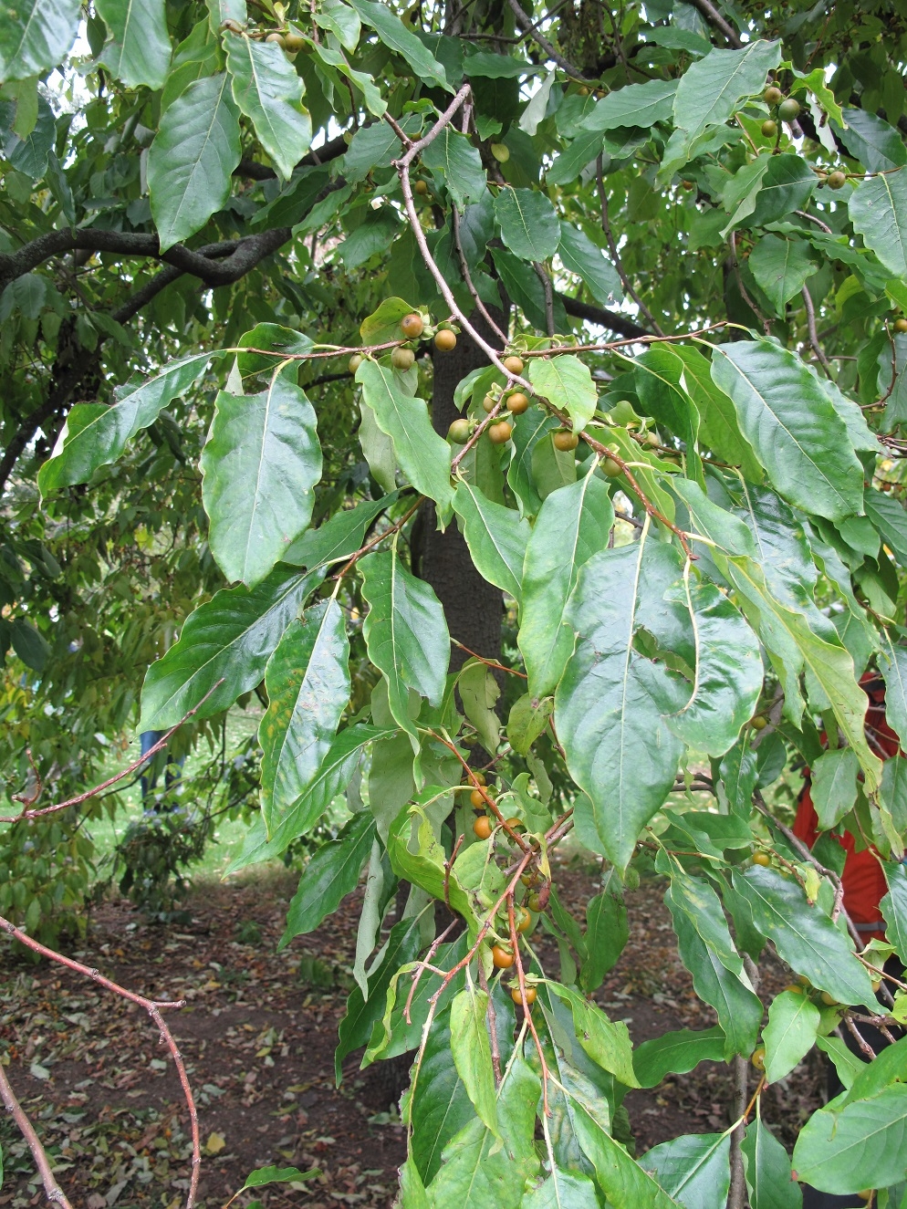 The leaves and fruit of Diospyros lotus