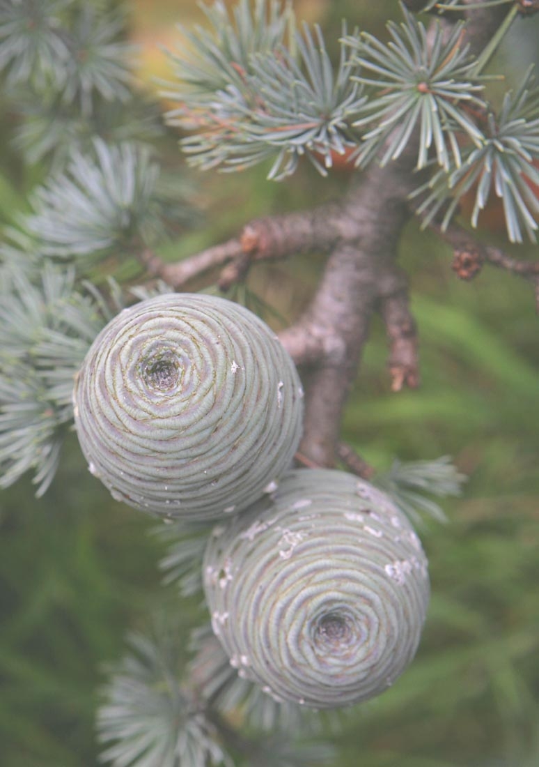 the cones of Cedrus atlantica Glauca