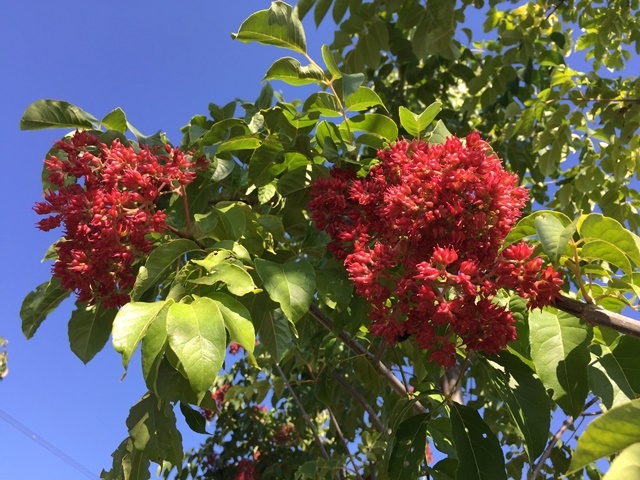 the red berries of euodia hupehensis