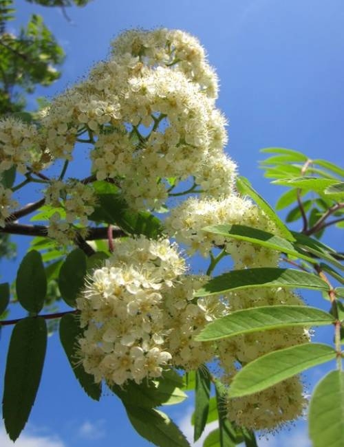 Creamy white flowers on Sorbus aucuparia Edulis